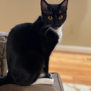 Lost Cat Luna