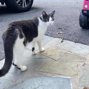 Image of Summer, Lost Cat