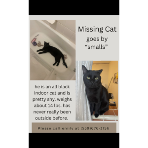 Image of Smalls, Lost Cat