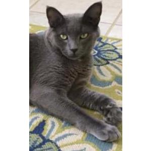 Image of Mikael, Lost Cat