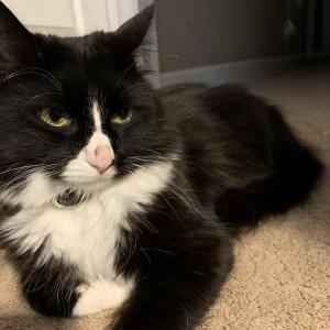 Image of Benedict, Lost Cat