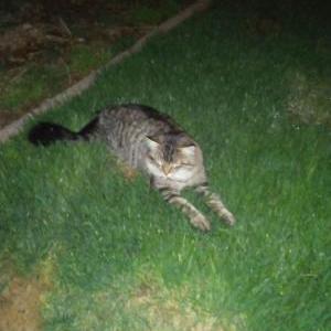 Lost Cat Romeeo