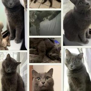 Image of Bam, Lost Cat