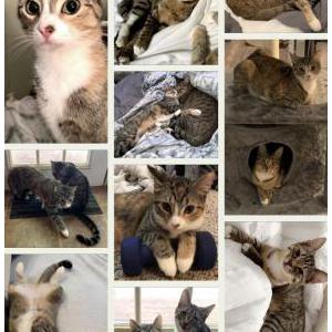 Image of Lola & Monkey, Lost Cat