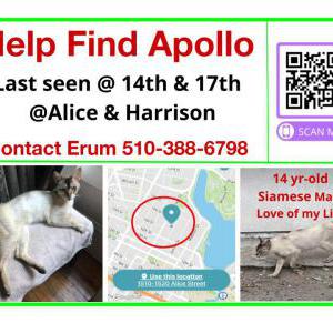 Lost Cat Apollo