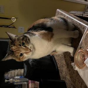 Lost Cat Luna