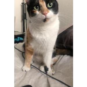 Lost Cat Skye