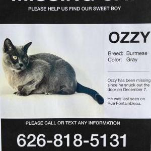 Lost Cat Ozzy
