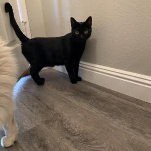 Lost Cat Toothless