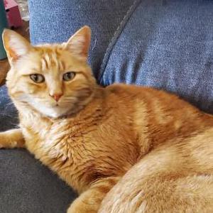 Lost Cat Chester