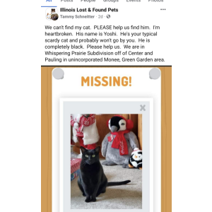 Lost Cat Yoshi