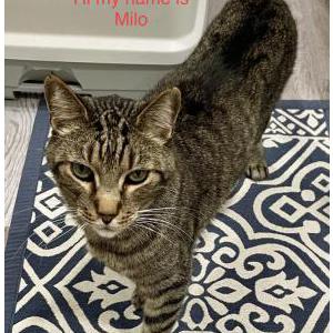 Lost Cat Milo