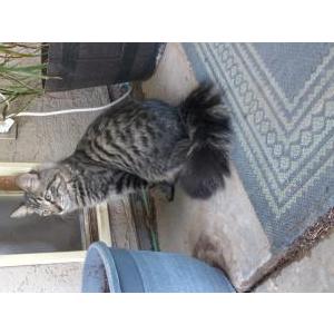 Image of Leo, Lost Cat