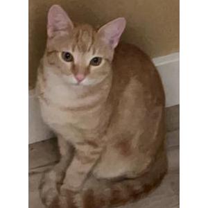 Lost Cat milo