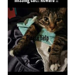 Lost Cat Geppeto