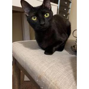 Image of Tiny cat, Lost Cat