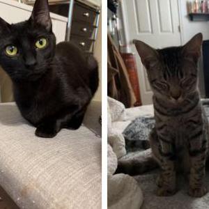 Image of Tism, Lost Cat