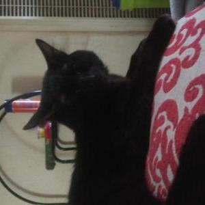 Image of Sable, Lost Cat