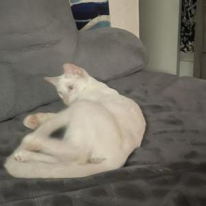 Lost Cat Sanji
