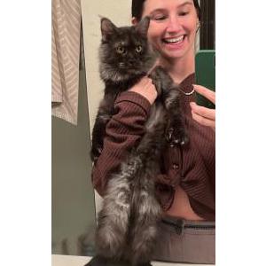 Lost Cat TOOLOOSE