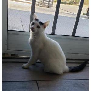 Lost Cat Dot