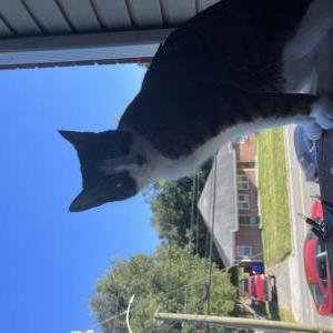 Lost Cat Marvin
