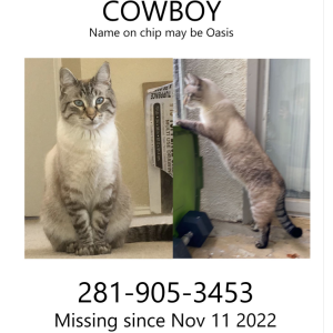 Lost Cat Cowboy