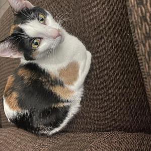 Lost Cat Pepper