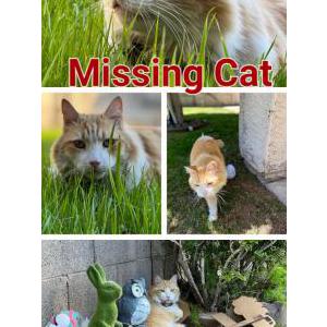 Lost Cat Yoko