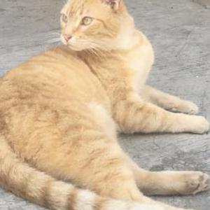 Lost Cat Garfield