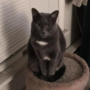 Image of Charlotte, Lost Cat