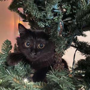 Image of Gwen, Lost Cat
