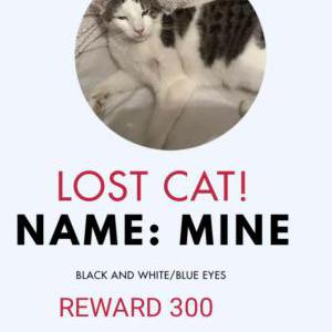 Lost Cat Mine
