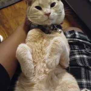 Image of Azlan, Lost Cat