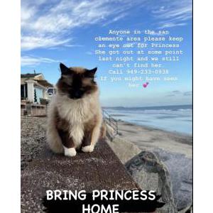 Lost Cat Princess
