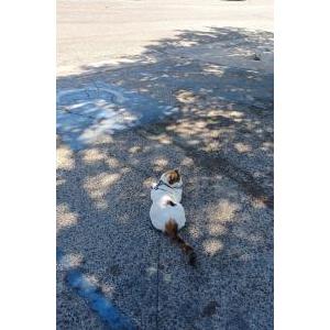 Image of Bitty Bee, Lost Cat