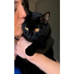 Lost Cat Salem