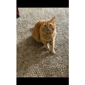 Lost Cat Riley