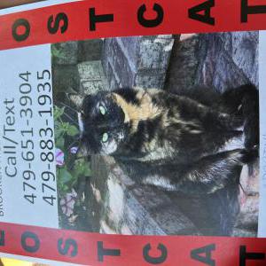Image of Darty, Lost Cat