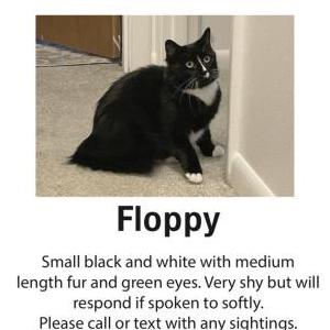 Lost Cat Floppy