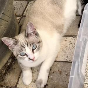 Lost Cat Pearl