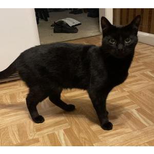 Lost Cat Tisha