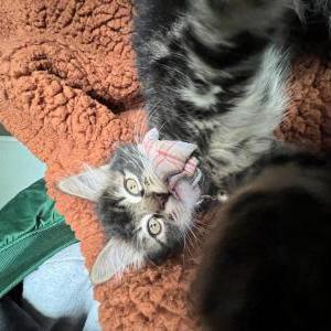 Lost Cat Spike
