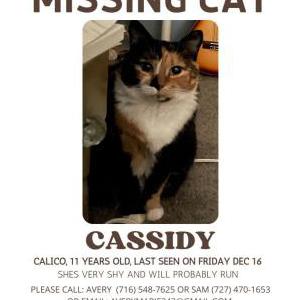Lost Cat Cassidy