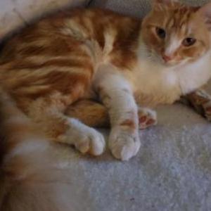 Lost Cat Ginger