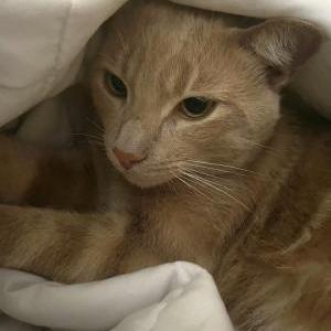 Lost Cat Ash
