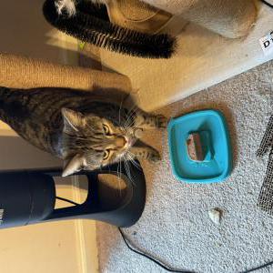 Image of Unknown, Found Cat