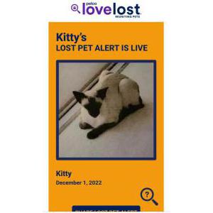 Lost Cat Kitty