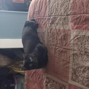Image of Popeye, Lost Cat