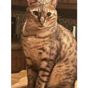 Lost Cat Leo